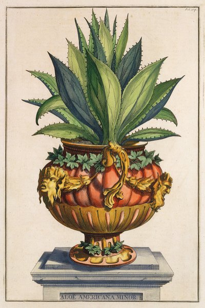 Aloe Americana Minor, fra "Phytographia Curiosa", udgivet i 1702 af Abraham Munting